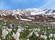 36 Crocus vernus (Zafferano maggiore) e Scilla bifolia (Scilla silvestre) con vista in Arera